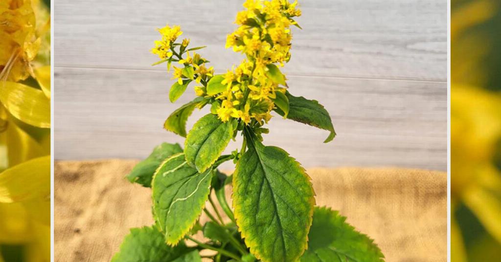 Cette plante à bannir absolument de chez vous car elle attire les moustiques
